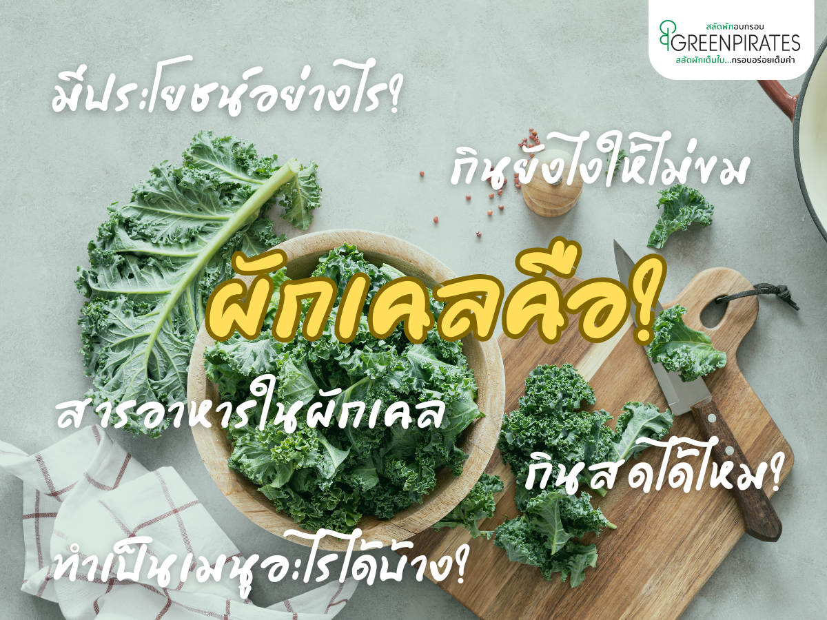 รวมทุกคำถามที่คนสงสัยเกี่ยวกับผักเคล ตอบครบที่นี่ที่เดียว